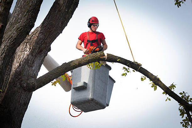 Best Tree Removal Near Me  in Hollister, MO